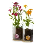 Birth Month Flower Grow Kit A