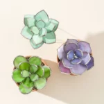 Everlasting Stained Glass Succulents 2