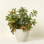 Grow Anywhere Calamondin Tree