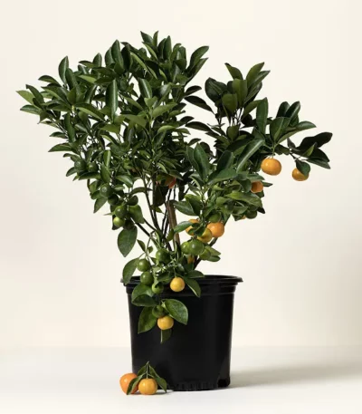 Grow Anywhere Calamondin Tree 2