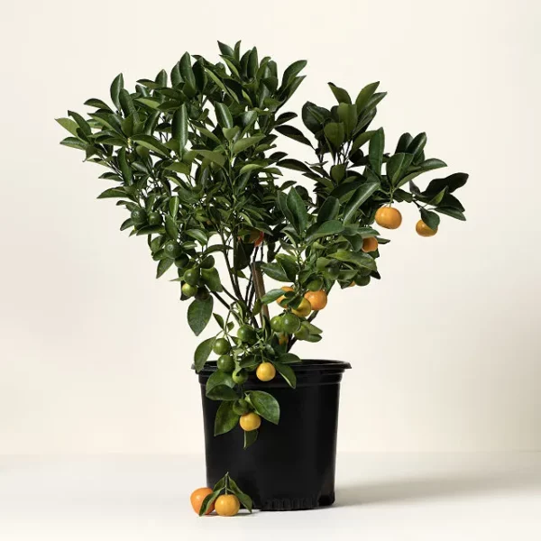 Grow Anywhere Calamondin Tree 2