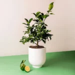 Grow Anywhere Key Lime Tree 1