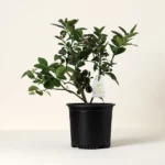 Grow Anywhere Meyer Lemon Tree 1