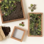 Living Art Succulent Diy Kit 1