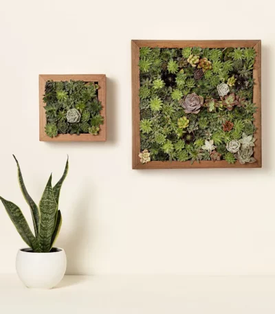 Living Art Succulent Diy Kit