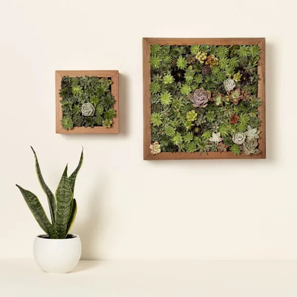 Living Art Succulent Diy Kit