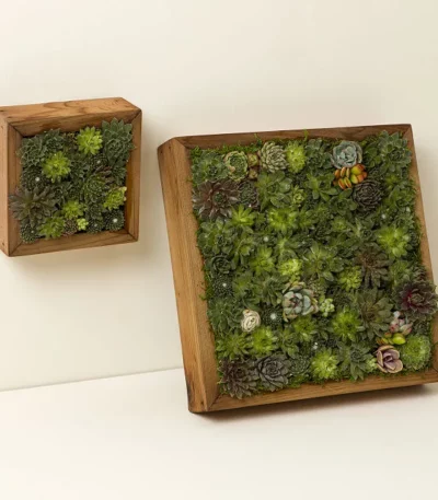 Living Succulent Wall Art