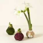 Artisan Waxed Amaryllis Bulb