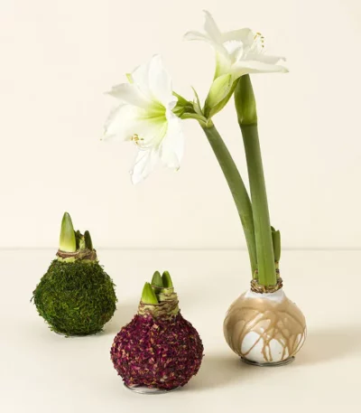 Artisan Waxed Amaryllis Bulb