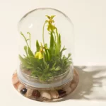 Fairytale Glass Encased Live Orchid 2