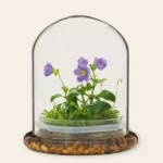 Fairytale Glass Encased Live Persian Violet 1