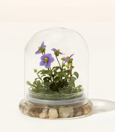 Fairytale Glass Encased Live Persian Violet