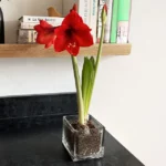 Grow Your Own Holiday Amaryllis 1