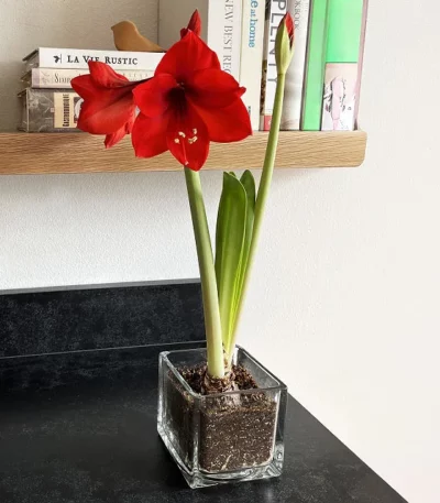 Grow Your Own Holiday Amaryllis 1