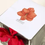 Grow Your Own Holiday Amaryllis 3