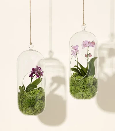 Hanging Orchid Terrarium