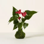 Heart Leaves Anthurium Kokedama 1