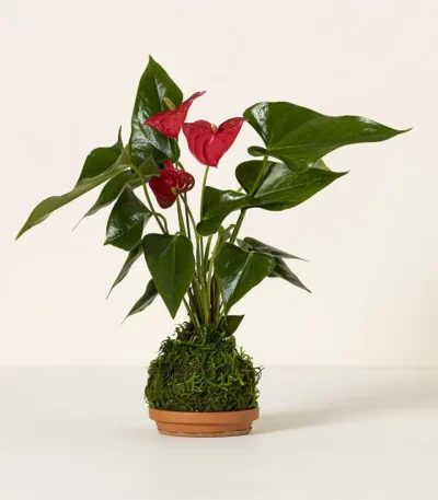 Heart Leaves Anthurium Kokedama