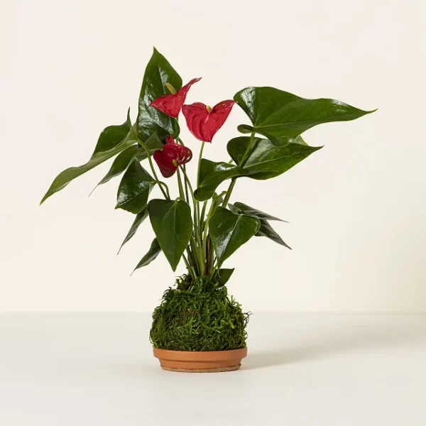 Heart Leaves Anthurium Kokedama