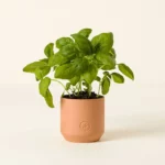 Home Grown Basil Grow Kit 1