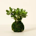 Jade Plant Kokedama 1