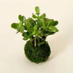 Jade Plant Kokedama 2