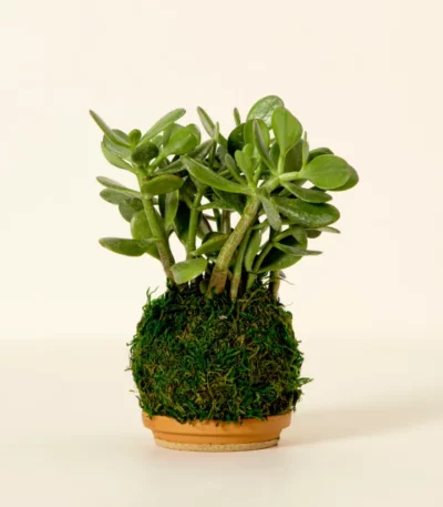 Jade Plant Kokedama