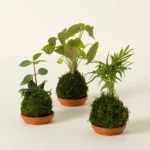 Mini Houseplant Kokedama Trio