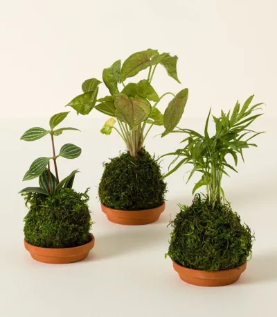 Mini Houseplant Kokedama Trio