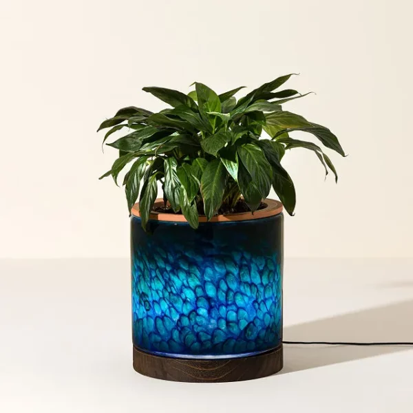 Self-watering Lamp Planter