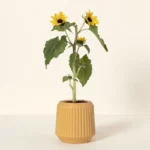 Self-watering Sunflower Grow Kit