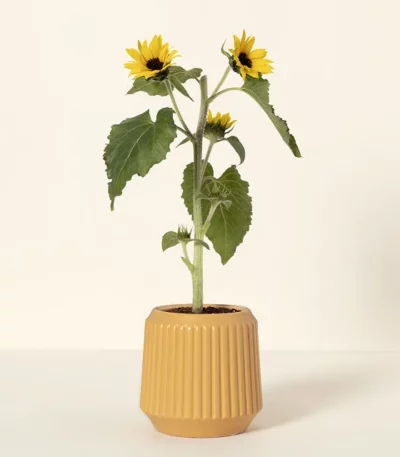 Self-watering Sunflower Grow Kit