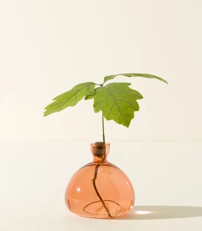 Acorn Vase