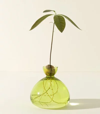 Avocado Vase