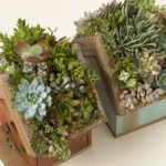 Bird Cottage Living Succulent Garden 1