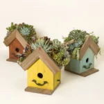 Bird Cottage Living Succulent Garden