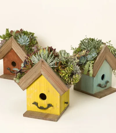 Bird Cottage Living Succulent Garden