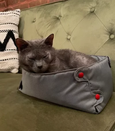 Cat Compression Box