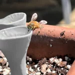 Ceramic Bee Drinking Cup - Set Of 5 2