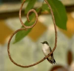 Copper Heart Hummingbird Perch 4