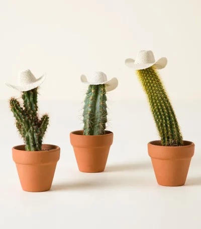 Cowboy Cacti Trio