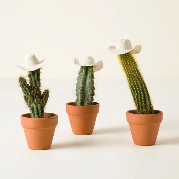 Cowboy Cacti Trio