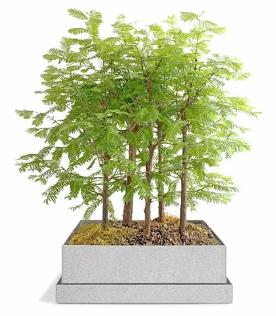 Dawn Redwood Bonsai Forest