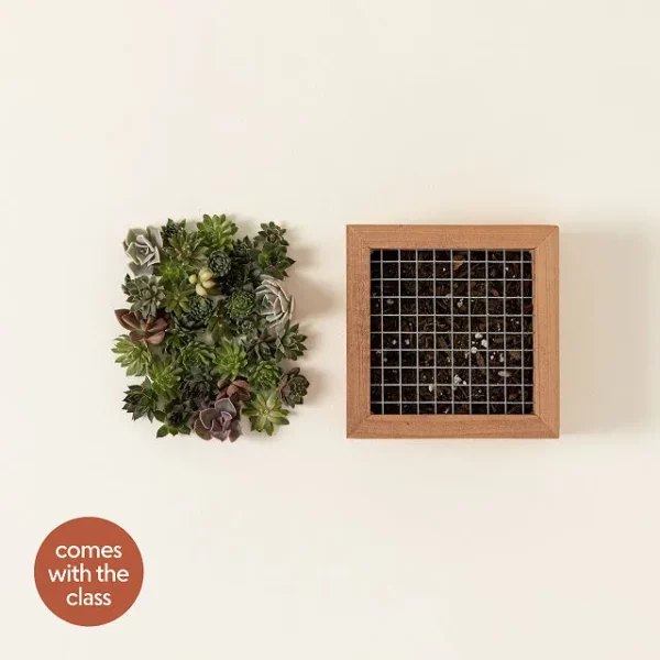 Experiences Succulent Wall Art Kit - 6x6