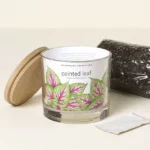 Grow-your-own Painted Leaf Plant Kit 3