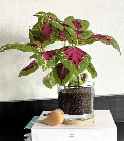 Grow-your-own Painted Leaf Plant Kit