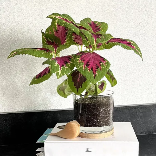 Grow-your-own Painted Leaf Plant Kit