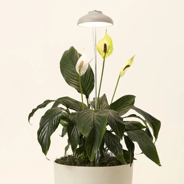 Instant Sun Houseplant Grow Lamp