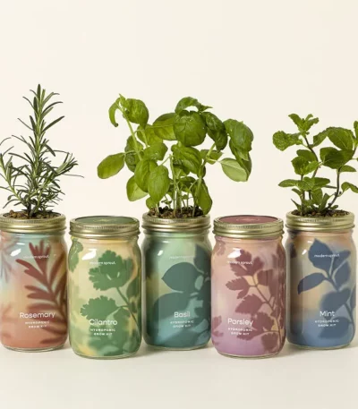 Mason Jar Indoor Herb Garden