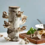 Oyster Mushroom Log Kit